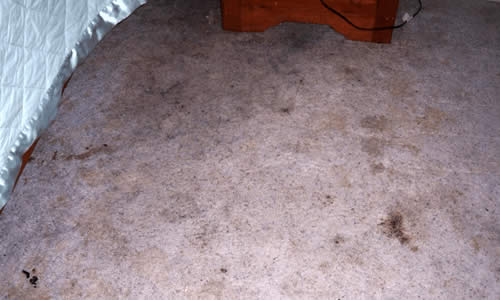 carpet cleaning before